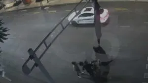 Video: paracaidista cae en CDMX y termina colgado de semáforo