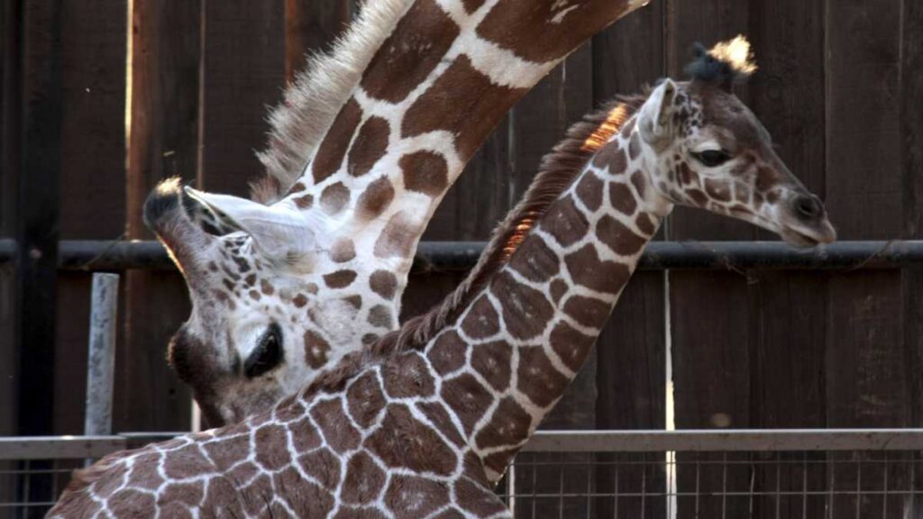 Cierre de Zoológico de León