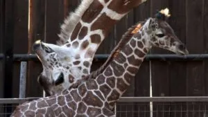 Revisión de Profepa obliga al cierre temporal del Zoológico de León