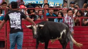 Maltratar toros te puede costar hasta 29 mil pesos en Tlacotalpan