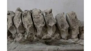 De la Era del Hielo: hallan más de 750 piezas fósiles de hace 12 mil años en una cueva de San Luis Potosí