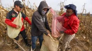 México pierde seguridad alimentaria por caída en la producción de maíz