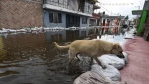Cuatro meses bajo aguas negras en Santa Cruz Chignahuapan, Lerma