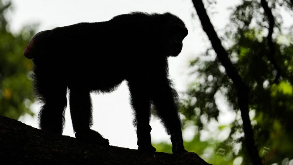 Muere a los 49 años Ai, la chimpancé genio que dominaba el abecedario