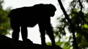 Muere a los 49 años Ai, la chimpancé genio que dominaba el abecedario