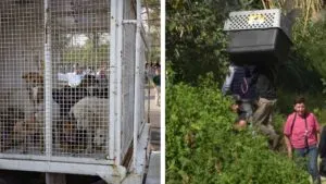 Refugio Franciscano alerta por nuevo traslado de perros tras denuncia de activista