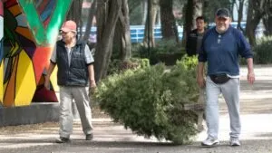Si ya estorba en casa, aquí lo reciben: Cuajimalpa abre centros de acopio para árboles de Navidad