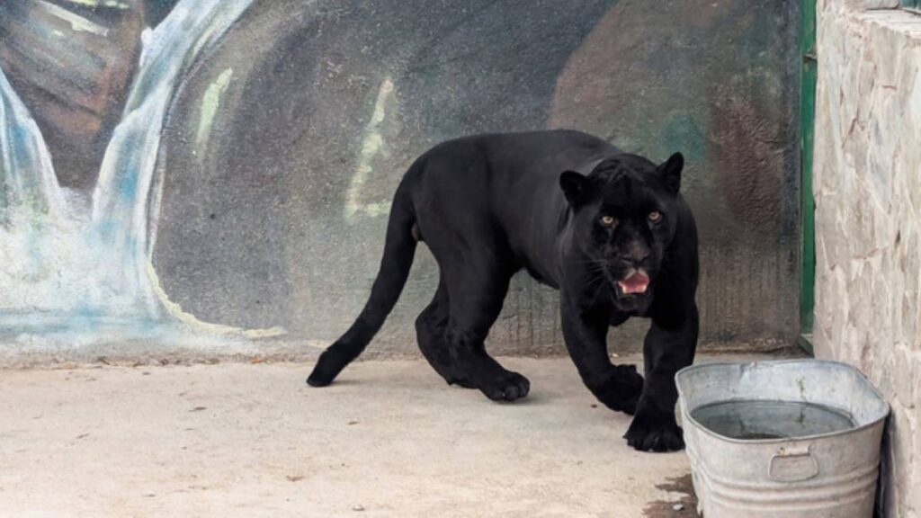 Encuentran animales salvajes en una casa de Querétaro.