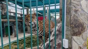 Aseguran jaguares y tigres en cateo de casa en Querétaro