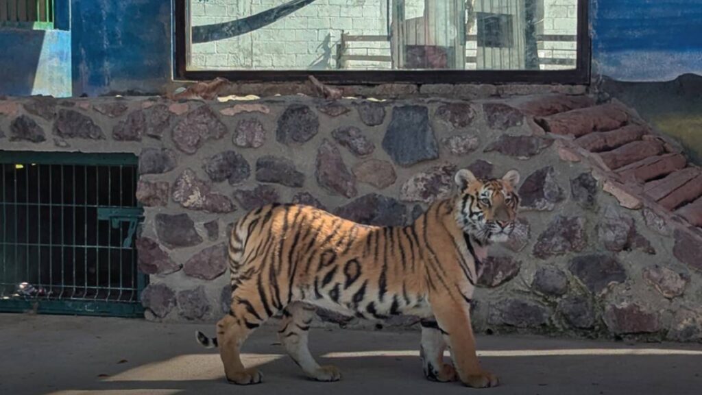 También aseguraron tigres.