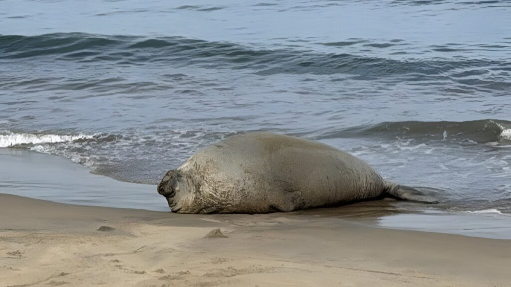 Quien Es Panchito El Elefante Marino Que Viaja Por Mexico
