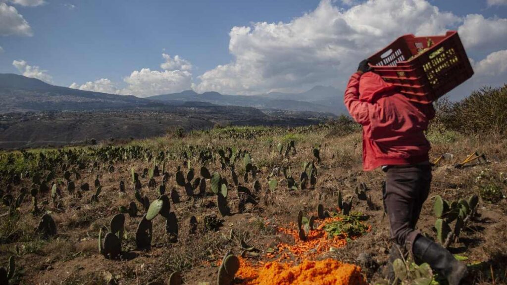 Beneficiarios deben actualizar datos para recibir apoyo de Producción para el Bienestar
