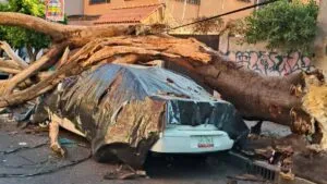 CDMX reporta saldo blanco e incidentes menores tras sismo de 6.5