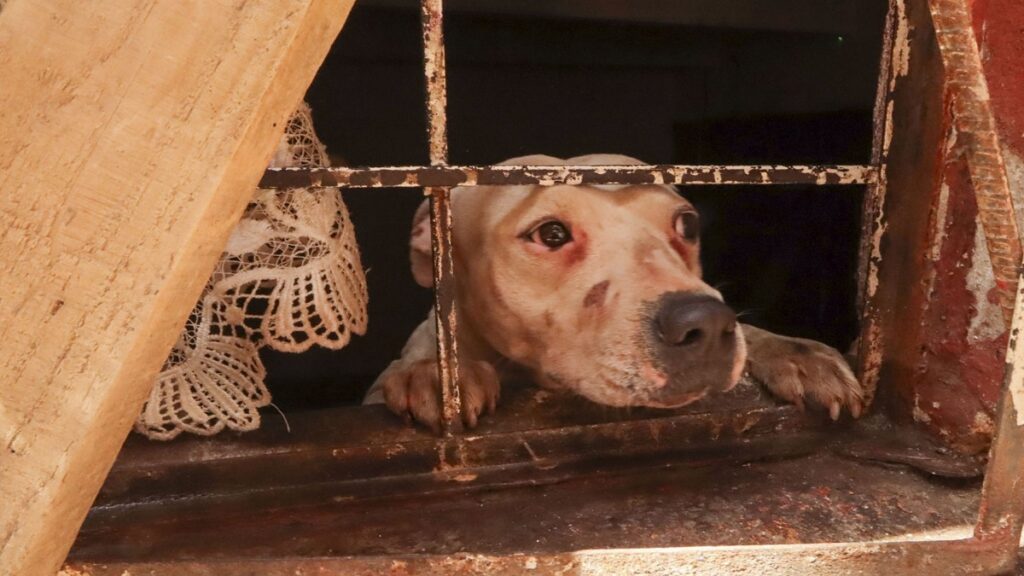 cdmx-confirma-maltrato-y-rescata-a-animales-del-refugio-franciscano-en-cuajimalpa