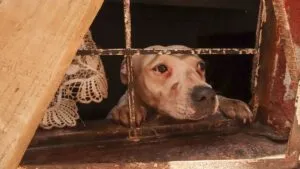 CDMX confirma maltrato y rescata a 936 animales del refugio Franciscano en Cuajimalpa