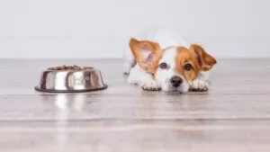 Retiran latas de comida para perro en Reino Unido por contener pedazos de plástico
