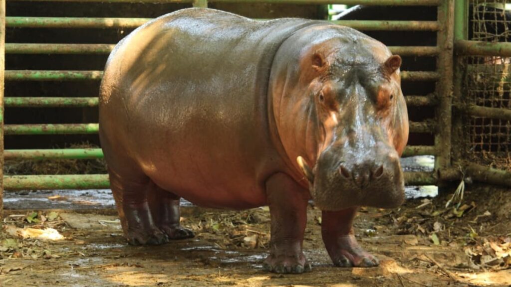 Confirman la muerte del hipopótamo Rufino en el centro Yumka' de Tabasco; investigan la causa