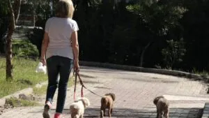 ¿Recoges la popo de tu perro o gato con bolsas? Autoridades advierten sobre afectaciones