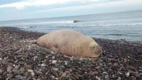 Video: Elefante marino sorprende en playa Los Ayala, Nayarit