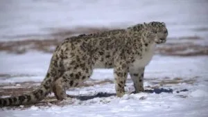 Video: leopardo de las nieves ataca a esquiadora; la chica quería una selfie