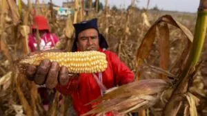 Así son las relaciones comerciales entre México y Venezuela: maíz domina exportaciones