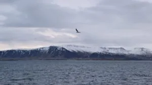 Estrecho de GIUK, el espacio marítimo que EE.UU. y otras potencias se disputan