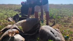 Es falso el "matadero" de tortugas en Oaxaca: Profepa aclara