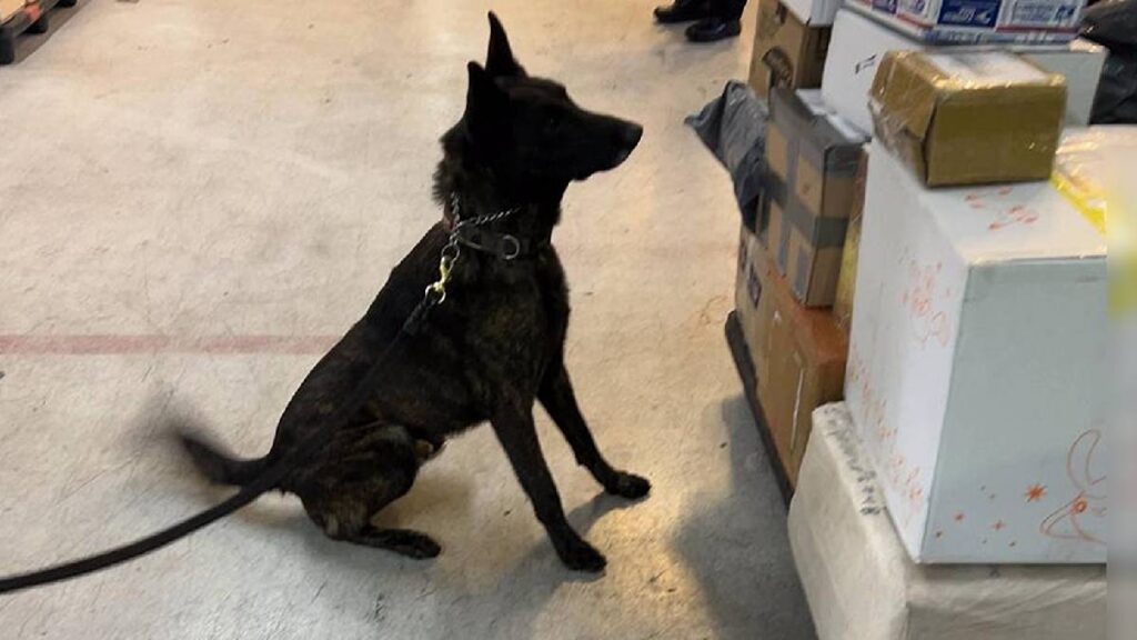 Aseguran fentanilo en el AICM; el decomiso evitó más de un millón de dosis y un daño de 20 mdd.