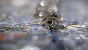 Megafuga de agua inunda calles de la colonia Granjas Valle de Guadalupe en Ecatepec