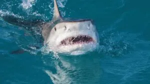 Tiburón ataca a mujer mientras hacía esnórquel; todo quedó en video