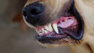 Mujer de la tercera edad es atacada por más de 10 perros; video captó agresión