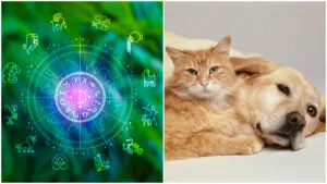¿Sabías que las mascotas tienen signo zodiacal? Esto dice su horóscopo sobre su personalidad