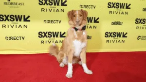 Superó a Ethan Hawke: perrito gana premio Astra 2026 a mejor actuación de terror; aquí su historia