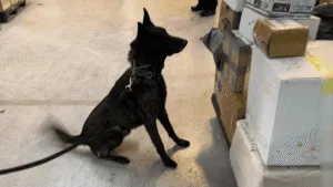 Néstor, binomio canino, apoya en detección de un kilo de fentanilo en el AICM