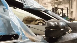 ¡Pasajero inusual! Mapache polizonte viaja de EE. UU. hasta Bielorrusia