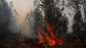 Incendios ya cobran 20 vidas y devastan miles de hectáreas en Chile; hay 2 detenidos