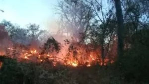 El Istmo arde: incendio forestal lleva más de 500 hectáreas dañadas en Oaxaca