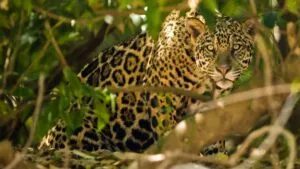 Jaguar es registrado a 200 metros de zona arqueológica de Tulum
