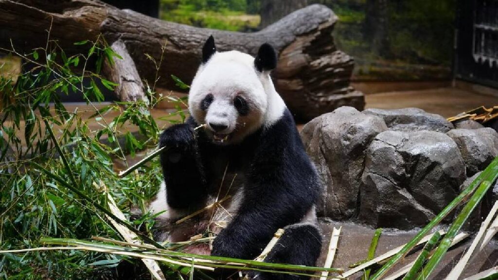 japón se queda sin pandas