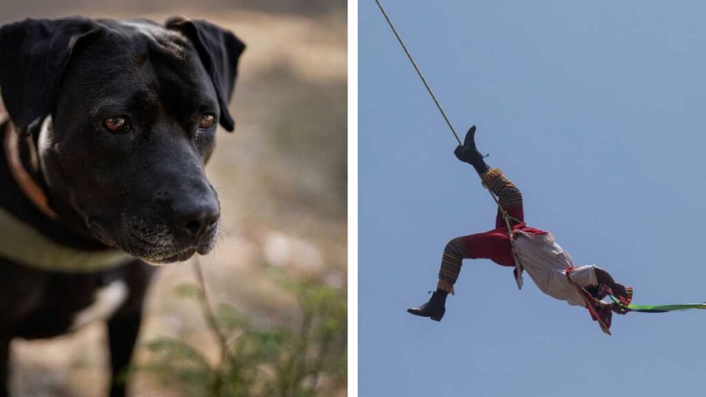 Perrito persigue a volador de Papantla
