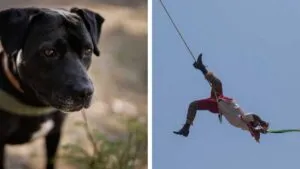 Perrito corre tras Volador de Papantla y se roba la atención del público