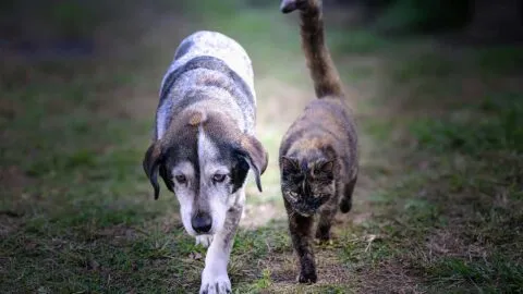Perros y gatos: detecta las primeras señales de envejecimiento en tu mascota