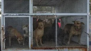 “Esto no es justo”: Activista Arturo Islas denuncia que perros rescatados del Refugio Franciscano viven en jaulas