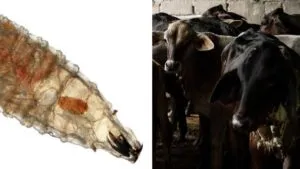 Gusano barrenador: confirman primer caso aislado en ganado en Michoacán