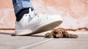 ¿Cómo limpiar el excremento de perro del calzado y evitar bacterias indeseables?