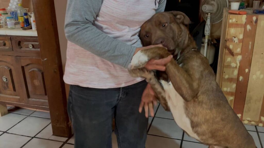 Pitbull atacó a niño de 5 años en Zacatecas.