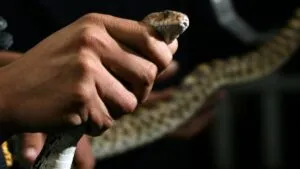 “Está grandísima”: hallan pitón dentro de una moto en Iztacalco