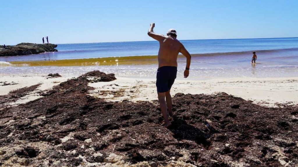 Prevén más sargazo en playas mexicanas por concentración el Atlántico para el 2026
