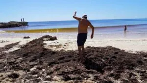 Prevén aumento de sargazo en playas mexicanas por concentración el Atlántico para 2026