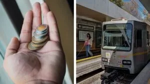 Nace la Attrapi: Gobierno de México crea Agencia de Trenes y Transporte Público